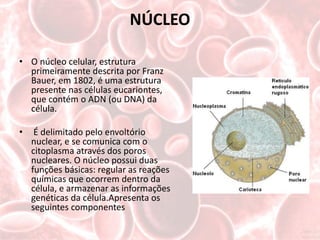 NÚCLEO

• O núcleo celular, estrutura
  primeiramente descrita por Franz
  Bauer, em 1802, é uma estrutura
  presente nas células eucariontes,
  que contém o ADN (ou DNA) da
  célula.

•    É delimitado pelo envoltório
    nuclear, e se comunica com o
    citoplasma através dos poros
    nucleares. O núcleo possui duas
    funções básicas: regular as reações
    químicas que ocorrem dentro da
    célula, e armazenar as informações
    genéticas da célula.Apresenta os
    seguintes componentes
 
