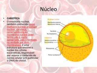 Núcleo
• CARIOTECA
• O envoltório nuclear,
  também conhecido como
  invólucro nuclear, envelope
  nuclear, carioteca,
  cariomembrana ou
  membrana nuclear (este
  termo não é muito
  apropriado, pois é formado
  na verdade por duas
  membranas), é uma
  estrutura que envolve o
  núcleo das células
  eucarióticas, responsável
  por separar o conteúdo do
  núcleo celular (em particular
  o DNA) do citosol.
 