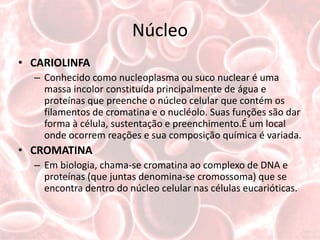 Núcleo
• CARIOLINFA
  – Conhecido como nucleoplasma ou suco nuclear é uma
    massa incolor constituída principalmente de água e
    proteínas que preenche o núcleo celular que contém os
    filamentos de cromatina e o nucléolo. Suas funções são dar
    forma à célula, sustentação e preenchimento.É um local
    onde ocorrem reações e sua composição química é variada.
• CROMATINA
  – Em biologia, chama-se cromatina ao complexo de DNA e
    proteínas (que juntas denomina-se cromossoma) que se
    encontra dentro do núcleo celular nas células eucarióticas.
 