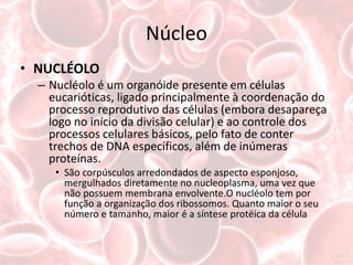 Núcleo
• NUCLÉOLO
  – Nucléolo é um organóide presente em células
    eucarióticas, ligado principalmente à coordenação do
    processo reprodutivo das células (embora desapareça
    logo no início da divisão celular) e ao controle dos
    processos celulares básicos, pelo fato de conter
    trechos de DNA específicos, além de inúmeras
    proteínas.
     • São corpúsculos arredondados de aspecto esponjoso,
       mergulhados diretamente no nucleoplasma, uma vez que
       não possuem membrana envolvente.O nucléolo tem por
       função a organização dos ribossomos. Quanto maior o seu
       número e tamanho, maior é a síntese protéica da célula
 
