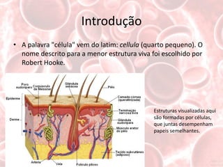 Introdução
• A palavra "célula" vem do latim: cellula (quarto pequeno). O
  nome descrito para a menor estrutura viva foi escolhido por
  Robert Hooke.




                                              Estruturas visualizadas aqui
                                              são formadas por células,
                                              que juntas desempenham
                                              papeis semelhantes.
 