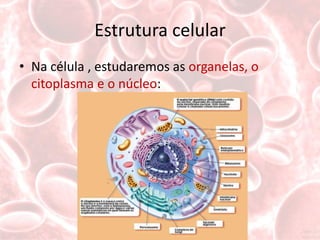 Estrutura celular
• Na célula , estudaremos as organelas, o
  citoplasma e o núcleo:
 