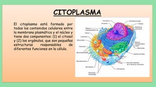 Estructura y Funciones de la Membrana Plasmática en la Célula Humana | PDF