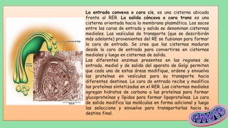 Cisterna Rer Estructura y Funciones de la Membrana Plasmática en la Célula Humana | PDF