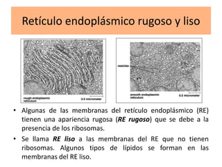 celula PERFECTA.ppt