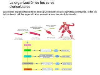 Las células especializadas de los seres pluricelulares están organizadas en tejidos. Todos los
tejidos tienen células especializadas en realizar una función determinada.
.
La organización de los seres
pluricelulares
 