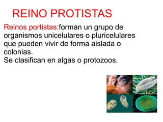REINO PROTISTAS
Reinos portistas:forman un grupo de
organismos unicelulares o pluricelulares
que pueden vivir de forma aislada o
colonias.
Se clasifican en algas o protozoos.
 