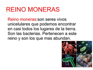 REINO MONERAS
Reino moneras:son seres vivos
unicelulares que podemos encontrar
en casi todos los lugares de la tierra.
Son las bacterias. Pertenecen a este
reino y son los que mas abundan.
 