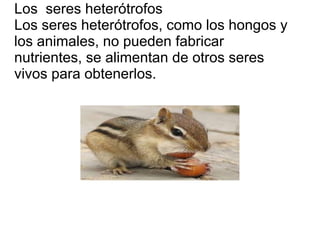 Los seres heterótrofos
Los seres heterótrofos, como los hongos y
los animales, no pueden fabricar
nutrientes, se alimentan de otros seres
vivos para obtenerlos.
 