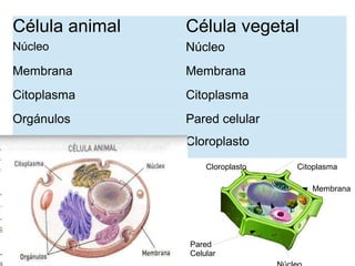 Célula animal Célula vegetal
Núcleo Núcleo
Membrana Membrana
Citoplasma Citoplasma
Orgánulos Pared celular
Cloroplasto
Pared
Celular
Membrana
Cloroplasto Citoplasma
 