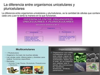 La diferencia entre organismos unicelulares y pluricelulares, es la cantidad de células que contiene
cada uno y por lo tanto la manera en la que funcionan,
La diferencia entre organismos unicelulares y
pluricelulares
 