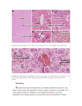 Organización del hígado. En la figura E se observan con más detalle los hepatocitos.
Detalle de hepatocitos binucleados y de los sinusoides con eritrocitos en su interior. Las
zonas blancas periféricas del citoplasma corresponden a lugares de depósitos de
lípidos.
Morfología
Se suele decir que los hepatocitos son células poliédricas, es decir, que
tienen varias caras. Normalmente 6 caras, aunque el número es variable. Las
caras pueden estar en contacto con un espacio sinusoidal o con otro
hepatocito. Son células grandes, de unos 20 a 30 µm de diámetro. Poseen
 