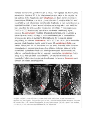 núcleos redondeados y centrados en la célula, y en hígados adultos muchos
hepatocitos (hasta un 25 % del total) presentan dos núcleos. La mayoría de
los núcleos de los hepatocitos son tetraploides, es decir, tienen el doble de
contenido de ADN que una célula normal diploide. El tamaño de los núcleos
es variable y está relacionado con el grado de ploidía, la cual aumentan con la
edad del individuo. Poseen heterocromatina dispersa y uno o más nucléolos
bien patentes. Es raro encontrar hepatocitos en mitosis (1 mitosis por cada
10000 0 20000 hepatocitos), pero sí son frecuentes cuando hay algún
proceso de regeneración hepática. El aspecto del citoplasma es variable y
depende de su estado fisiológico, sobre todo influido por la presencia de
almacenes de grasa o glucógeno. El citoplasma del hepatocito posee
pequeñas y abundantes mitocondrias, 800 a 1000 por célula. Se ha estimado
que una célula hepática puede contener unos 50 complejos de Golgi, que
suelen formar pilas de 3 a 5 cisternas con las zonas laterales de las cisternas
ensanchadas y con cuerpos densos. Las pilas de cisternas están un tanto
esparcidas, localizadas sobre todo en las proximidades de los canalículos
biliares. Los hepatocitos contienen una gran cantidad de peroxisomas (entre
200 y 300), más que otros tipos celulares. En las proximidades de los
canalículos biliares también se pueden observar numerosos lisosomas, pero
también en el resto del citoplasma.
Imagen tomada con el microscopio electrónico de barrido en la que se muestran
hepatocitos del hígado. Se pueden apreciar los capilares sinusoidales entre las láminas
de hepatocitos. Los canales irregulares de pequeño calibre son los canalículos biliares,
formados por las membranas celulares de los adipocitos.
 