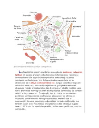 Esquema de la ultraestructura de un hepatocito.
Los hepatocitos poseen abundantes depósitos de glucógeno, inclusiones
lipídicas (el aspecto granular en las tinciones de hematoxilina y eosina se
deben al hueco que dejan dichos depósitos e inclusiones) y cuerpos
residuales con lipofucsina. Uno de los orgánulos que destaca por su
abundancia es el retículo endoplasmático liso, aunque su cantidad depende
del estado metabólico. Donde hay depósitos de glucógeno suele haber
abundante retículo endoplasmático liso. Dentro de un lobulillo hepático suele
haber diferencias morfológicas entre los hepatocitos periféricos y los centrales
debido al riego sanguíneo. Por ejemplo, tras la comida los hepatocitos
periféricos son los primeros en almacenar glucógeno y los últimos en
movilizarlo por la demanda fisiológica del cuerpo. Mientras que la
acumulación de grasa es primero en los células centrales del lobulillo, que
también suelen tener más retículo endoplasmático liso (el retículo rugoso
tiene un 50 % más de superficie que el liso en las zonas periféricas y medias
del lobulillo).
 