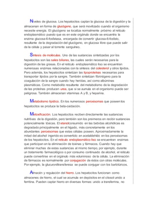 Niveles de glucosa. Los hepatocitos captan la glucosa de la digestión y la
almacenan en forma de glucógeno, que será movilizado cuando el organismo
necesite energía. El glucógeno se localiza normalmente próximo al retículo
endoplasmático puesto que es en este orgánulo donde se encuentra la
enzima glucosa-6-fosfatasa, encargada de convertir glucosa-6-fosfato,
resultante de la degradación del glucógeno, en glucosa libre que puede salir
de la célula y pasar al torrente sanguíneo.
Síntesis de moléculas. Uno de las sustancias sintetizadas por los
hepatocitos son las sales biliares, las cuales serán necesarias para la
digestión de las grasas. En el retículo endoplasmático liso se encuentran
numerosas enzimas relacionadas con la síntesis del colesterol y otros lípidos.
Pero además, los hepatocitos sintetizan las lipoproteínas necesarias para
transportar lípidos por la sangre. También sintetizan fibrinógeno para la
coagulación de la sangre cuando hay heridas, así como albúminas
plasmáticas. Como metabolito resultante del metabolismo de la degradación
de las proteínas producen urea, que si se aumula en el organismo puede ser
peligrosa. También almacenan vitaminas A y B, y heparina.
Metabolismo lipídico. En los numerosos peroxisomas que poseen los
hepatocitos se produce la beta-oxidación.
Metoxificación. Los hepatocitos reciben directamente las sustancias
nutritivas de la digestión, pero también son los preimeros en recibir sustancias
potencialmente tóxicas. El etanolconsumido en las bebidas alcohólicas es
degradado principalmente en el hígado, más concretamente en los
abundantes peroxisomas que estas células poseen. Aproximadamente la
mitad del alcohol ingerido es convertido en acetaldehído en los peroxisomas
de los hepatocitos. En el retículo endoplasmático liso se encuentran enzimas
que participan en la eliminación de toxinas y fármacos. Cuando hay que
eliminar muchas de estas sustancias al mismo tiempo, por ejemplo, durante
un tratamiento farmacológico o por consumo continuado de alcohol, el retículo
puede convertirse en el orgánulo más voluminoso de la célula. La eliminación
de fármacos es normalmente por conjugación de éstos con otras moléculas.
Por ejemplo, la glucuroniltransferesa se puede conjugar con los barbitúricos.
Almacén y regulación del hierro. Los hepatocitos funcionan como
almacenes de hierro, el cual se acumula en depósitos en el citosol unido a
ferritina. Pueden captar hierro en diversas formas: unido a transferrina, no
 