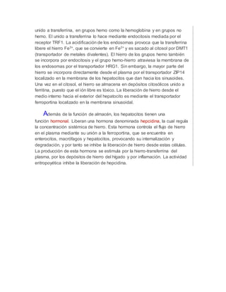 unido a transferrina, en grupos hemo como la hemoglobina y en grupos no
hemo. El unido a transferrina lo hace mediante endocitosis mediada por el
receptor TRF1. La acidificación de los endosomas provoca que la transferrina
libere el hierro Fe3+, que se convierte en Fe2+ y es sacado al citosol por DMT1
(transportador de metales divalentes). El hierro de los grupos hemo también
se incorpora por endocitosis y el grupo hemo-hierro atraviesa la membrana de
los endosomas por el transportador HRG1. Sin embargo, la mayor parte del
hierro se incorpora directamente desde el plasma por el transportador ZIP14
localizado en la membrana de los hepatocitos que dan hacia los sinusoides.
Una vez en el citosol, el hierro se almacena en depósitos citosólicos unido a
ferritina, puesto que el ión libre es tóxico. La liberación de hierro desde el
medio interno hacia el exterior del hepatocito es mediante el transportador
ferroportina localizado en la membrana sinusoidal.
Además de la función de almacén, los hepatocitos tienen una
función hormonal. Liberan una hormona denominada hepcidina, la cual regula
la concentración sistémica de hierro. Esta hormona controla el flujo de hierro
en el plasma mediante su unión a la ferroportina, que se encuentra en
enterocitos, macrófagos y hepatocitos, provocando su internalización y
degradación, y por tanto se inhibe la liberación de hierro desde estas células.
La producción de esta hormona se estimula por la hierro-transferrina del
plasma, por los depósitos de hierro del hígado y por inflamación. La actividad
eritropoyética inhibe la liberación de hepcidina.
 