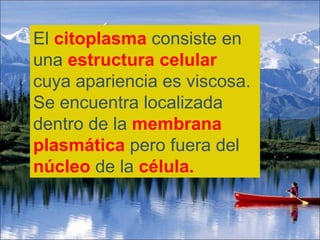 El  citoplasma   consiste en una  estructura celular   cuya apariencia es viscosa. Se encuentra localizada dentro de la  membrana plasmática  pero fuera del  núcleo   de la  célula.   
