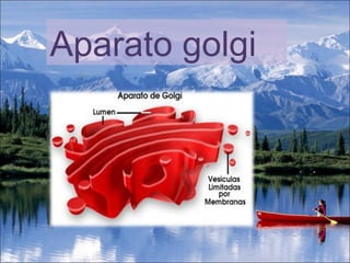 Aparato golgi 