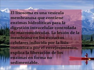 El lisosoma es una vesícula membranosa que contiene enzimas hidrolíticas para la digestión intracelular controlada de macromoléculas. La lesión de la membrana en los extractos celulares inducida por la lisis osmótica o por el envejecimiento, explica la liberación de los enzimas en forma no sedimentable. 