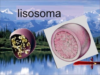 lisosoma 