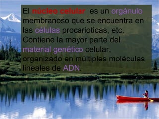 El  núcleo celular   es un  orgánulo  membranoso que se encuentra en las  células  procarioticas, etc. Contiene la mayor parte del  material genético  celular, organizado en múltiples moléculas lineales de  ADN .  