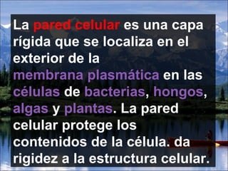 La  pared celular  es una capa rígida que se localiza en el exterior de la  membrana plasmática  en las  células  de  bacterias ,  hongos ,  algas  y  plantas . La pared celular protege los contenidos de la célula. da rigidez a la estructura celular. 