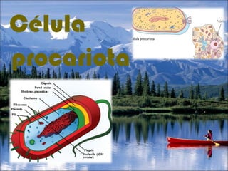 procariota Célula   