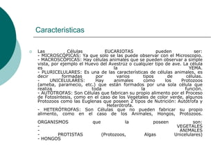 Caracteristicas
 Las Células EUCARIOTAS pueden ser:
- MICROSCÓPICAS: Ya que solo se las puede observar con el Microscopio.
- MACROSCÓPICAS: Hay células animales que se pueden observar a simple
vista, por ejemplo el Huevo del Avestrúz o cualquier tipo de ave. La célula
es la YEMA.
- PLURICELULARES: Es una de las características de células animales, es
decir formadas por varios tipos de células.
- UNICELULARES: Hay animales como los Protozoos
(ameba, paramecio, etc.) que están formados por una sola célula que
realiza toda la función.
- AUTÓTROFAS: Son Células que fabrican su propio alimento por el Proceso
de Fotosíntesis, como en el caso de los Vegetales de color verde, algunos
Protozoos como las Euglenas que poseen 2 tipos de Nutrición: Autótrofa y
Heterótrofa.
- HETERÓTROFAS: Son Células que no pueden fabricar su propio
alimento, como en el caso de los Animales, Hongos, Protozoos.
ORGANISMOS que la poseen son:
- VEGETALES
- ANIMALES
- PROTISTAS (Protozoos, Algas Unicelulares)
- HONGOS
 