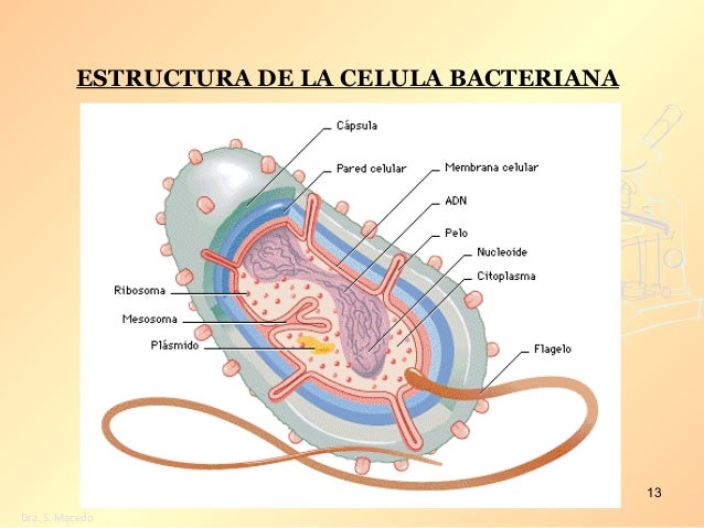 Resultado de imagen de ESTRUCTURA DE LA CELULA BACTERIANA