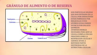GRÁNULO DE ALIMENTO O DE RESERVA
SON PARTICULAS SOLIDAS
QUE HAN ENTRADO EN LA
CELULA POR ENDOCITOSIS
ESTAN FORMADAS POR
MOLECULAS CUYOS
ATOMOS ESTAN UNIDOS
ENTRE SI POR ENLACES
QUIMICOS
APORTAN ENERGIA
NECESARIA PARA QUE LA
CELULA CUMPLA CON SUS
PROCESOS COMO LA
RESPIRACION CELULAR Y
ADEMAS AYUDA A
REPONER PARTES
DESTRUIDAS DE LA
ESTRUCTURA CELULAR.

 
