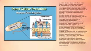 LA PARED CELULAR ES UNA CAPA RÍGIDA QUE SE
LOCALIZA EN EL EXTERIOR DE LA MEMBRANA
PLASMÁTICA ENLAS CÉLULAS DE PLANTAS,
HONGOS, ALGAS, BACTERIAS Y ARQUEAS. LA PARED
CELULAR PROTEGE EL CONTENIDO DE LA CÉLULA, Y
DA RIGIDEZ A ÉSTA, FUNCIONA COMO MEDIADORA EN
TODAS LAS RELACIONES DE LA CÉLULA CON EL
ENTORNO Y ACTÚA COMO COMPARTIMIENTO
CELULAR..
LA PARED CELULAR SE CONSTRUYE A PARTIR DE
DIVERSOS MATERIALES, DEPENDIENDO DE LA CLASE
DE ORGANISMO. EN LAS PLANTAS, LA PARED
CELULAR SE COMPONE, SOBRE TODO, DE
UN POLÍMERO DE CARBOHIDRATO
DENOMINADO CELULOSA, UN POLISACÁRIDO, Y
PUEDE ACTUAR TAMBIÉN COMO ALMACÉN DE
CARBOHIDRATOS PARA LA CÉLULA. EN
LAS BACTERIAS, LA PARED CELULAR SE COMPONE
DE PEPTIDOGLICANO. ENTRE LAS ARCHAEASE
PRESENTAN PAREDES CELULARES CON DISTINTAS
COMPOSICIONES
QUÍMICAS, INCLUYENDO CAPAS DE GLICOPROTEÍNAS,
PSEUDOPEPTIDOGLICANO O POLISACÁRIDOS. LOS
HONGOS PRESENTAN PAREDES CELULARES
DEQUITINA, Y LAS ALGAS TIENEN TÍPICAMENTE
PAREDES CONSTRUIDAS A PARTIR
DE GLICOPROTEÍNAS Y POLISACÁRIDOS. NO
OBSTANTE, ALGUNAS ESPECIES DE ALGAS PUEDEN
PRESENTAR UNA PARED CELULAR COMPUESTA
PORDIÓXIDO DE SILICIO. A MENUDO, SE PRESENTAN
OTRAS MOLÉCULAS ACCESORIAS INTEGRADAS EN LA
PARED CELULAR.

 