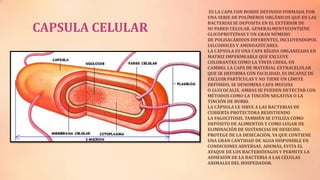 CAPSULA CELULAR

ES LA CAPA CON BORDE DEFINIDO FORMADA POR
UNA SERIE DE POLÍMEROS ORGÁNICOS QUE EN LAS
BACTERIAS SE DEPOSITA EN EL EXTERIOR DE
SU PARED CELULAR. GENERALMENTECONTIENE
GLICOPROTEÍNAS Y UN GRAN NÚMERO
DE POLISACÁRIDOS DIFERENTES, INCLUYENDOPOL
IALCOHOLES Y AMINOAZÚCARES.
LA CÁPSULA ES UNA CAPA RÍGIDA ORGANIZADA EN
MATRIZ IMPERMEABLE QUE EXCLUYE
COLORANTES COMO LA TINTA CHINA. EN
CAMBIO, LA CAPA DE MATERIAL EXTRACELULAR
QUE SE DEFORMA CON FACILIDAD, ES INCAPAZ DE
EXCLUIR PARTÍCULAS Y NO TIENE UN LÍMITE
DEFINIDO, SE DENOMINA CAPA MUCOSA
O GLUCOCALIX. AMBAS SE PUEDEN DETECTAR CON
MÉTODOS COMO LA TINCIÓN NEGATIVA O LA
TINCIÓN DE BURRI.
LA CÁPSULA LE SIRVE A LAS BACTERIAS DE
CUBIERTA PROTECTORA RESISTIENDO
LA FAGOCITOSIS. TAMBIÉN SE UTILIZA COMO
DEPÓSITO DE ALIMENTOS Y COMO LUGAR DE
ELIMINACIÓN DE SUSTANCIAS DE DESECHO.
PROTEGE DE LA DESECACIÓN, YA QUE CONTIENE
UNA GRAN CANTIDAD DE AGUA DISPONIBLE EN
CONDICIONES ADVERSAS. ADEMÁS, EVITA EL
ATAQUE DE LOS BACTERIÓFAGOS Y PERMITE LA
ADHESIÓN DE LA BACTERIA A LAS CÉLULAS
ANIMALES DEL HOSPEDADOR.

 