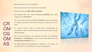  Son estructuras con forma de bastón.
 Se encuentran en el centro (núcleo) de las células
 Están formados por ADN, ARN y proteínas.
 Su esqueleto tiene dos partes, llamadas cromátidas, que están

unidas por un centrómero.
 En sus extremos están los llamados telómeros, que se encargan

CR
OM
OS
OM
AS

de impedir que las terminaciones se enreden y adhieran unos con
otros.
 El

cuerpo

humano

tiene

23

pares

(46

cromosomas)

de

cromosomas de los cuales la mitad proviene de la madre y la otra
mitad del padre.
 De los 23 cromosomas, los primeros 22 pares se denominan

autosomas o autosómicos, y el otro par se los denominan los
cromosomas sexuales (X e Y).
 La mujer posee dos cromosomas X idénticos y el hombre, un

cromosoma X y un cromosoma Y, que es más pequeño.

 