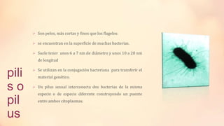  Son pelos, más cortas y finos que los flagelos.
 se encuentran en la superficie de muchas bacterias.
 Suele tener unos 6 a 7 nm de diámetro y unos 10 a 20 nm

de longitud

pili
so
pil
us

 Se utilizan en la conjugación bacteriana para transferir el

material genético.
 Un pilus sexual interconecta dos bacterias de la misma

especie o de especie diferente construyendo un puente
entre ambos citoplasmas.

 