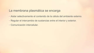 La membrana plasmática se encarga
• Aislar selectivamente el contenido de la célula del ambiente externo.
• Regular el intercambio de sustancias entre el interior y exterior.
• Comunicación intercelular.

 