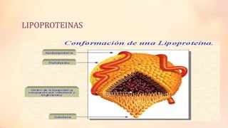 LIPOPROTEINAS

 