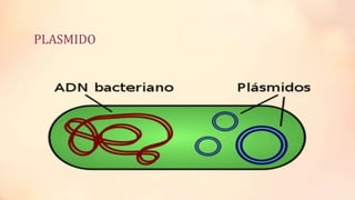 PLASMIDO

 
