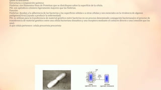 Quien lo descubrió:
Estructura y composición química:
Fimbrias: son filamentos finos de Proteínas que se distribuyen sobre la superficie de la célula.
Pili: son apéndices celulares ligeramente mayores que las fimbrias.
Función:
Fimbrias: Ayudan a la adherencia de las bacterias a las superficies sólidas o a otras células y son esenciales en la virulencia de algunos
patógenos(virus) (ayuda a producir la enfermedad)
Pili: se utilizan para la transferencia de material genético entre bacterias en un proceso denominado conjugación bacteriana(es el proceso de
transferencia de material genético entre una célula bacteriana donadora y una receptora mediante el contacto directo o una conexión que las
una).
A que celula pertenece: celula procariota procariota

 