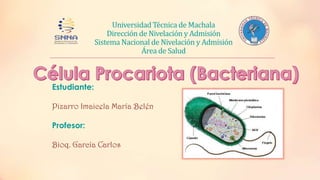 Universidad Técnica de Machala
Dirección de Nivelación y Admisión
Sistema Nacional de Nivelación y Admisión
Área de Salud

Estudiante:
Pizarro Imaicela María Belén
Profesor:
Bioq. García Carlos

 