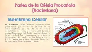 La membrana celular, también conocida como
plasmalema que excepto en el caso de las
arqueobacterias, es como la de las células
eucarióticas, una bicapa (doble capa) de lípidos
con proteínas, pero más fluida y permeable por no
tener colesterol. Para adaptarse a los cambios de
temperatura del medio, las bacterias varían la
longitud y el grado de saturación de los lípidos de la
bicapa con el fin de mantener la fluidez.

 