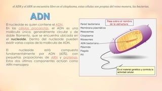 el ADN y el ARN se encuentra libre en el citoplasma, estas células son propias del reino monera, las bacterias.

El nucleoide es quien contiene el ADN.
En las células procariotas, el ADN es una
molécula única, generalmente circular y de
doble filamento, que se encuentra ubicada en
el nucleoide. Dentro del nucleoide pueden
existir varias copias de la molécula de ADN.
El
nucleoide
está
compuesto
fundamentalmente por ADN (60%), con
pequeñas proporciones de ARN y proteínas.
Estos dos últimos componentes actúan como
ARN mensajero

 