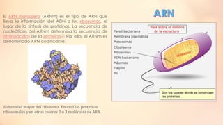 El ARN mensajero (ARNm) es el tipo de ARN que
lleva la información del ADN a los ribosomas, el
lugar de la síntesis de proteínas. La secuencia de
nucleótidos del ARNm determina la secuencia de
aminoácidos de la proteína.21 Por ello, el ARNm es
denominado ARN codificante.

Subunidad mayor del ribosoma. En azul las proteínas
ribosomales y en otros colores 2 o 3 moléculas de ARN.

 