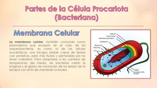 exposicion Celula procariota bacteriana