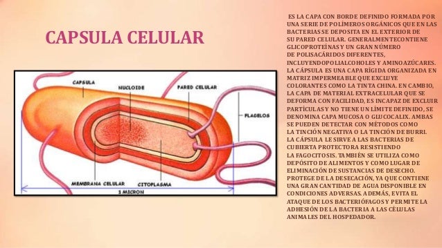 Funcion De La Capsula En La Celula Procariota - Compartir Celular