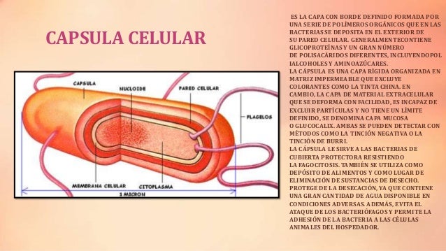 Resultado de imagen de capsula procariota