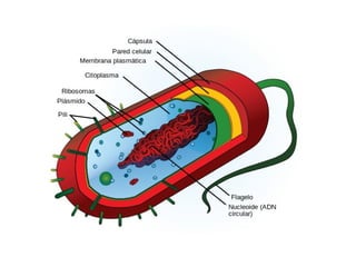 Celula procariota (PARTES)