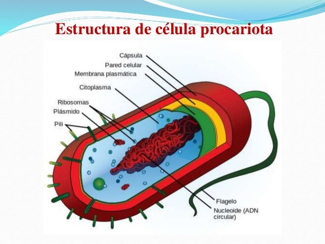 características de la celula procariota. esquema características de la celula procariota. esquema