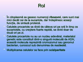 RolRol
 În citoplasmă se gasesc numero ișÎn citoplasmă se gasesc numero iș ribozomiribozomi, care sunt mai, care sunt mai
mici decât cei de la eucariote, dar îndeplinesc acea ișmici decât cei de la eucariote, dar îndeplinesc acea iș
func ie, de sinteză proteică.țfunc ie, de sinteză proteică.ț
 Celulele procariote se divid de câteva ori pe oră în timp ceCelulele procariote se divid de câteva ori pe oră în timp ce
eucariotele, cu cre tere foarte rapidă, se divid doar deșeucariotele, cu cre tere foarte rapidă, se divid doar deș
două ori pe zi.două ori pe zi.
 Celulele procariote nu au un nucleu adevărat, materialulCelulele procariote nu au un nucleu adevărat, materialul
genetic este constituit dintr-o singură moleculă de ADN,genetic este constituit dintr-o singură moleculă de ADN,
această molecula reprezintă cromozomul sau genomulaceastă molecula reprezintă cromozomul sau genomul
bacterian, cunoscut sub denumirea debacterian, cunoscut sub denumirea de nucleoidnucleoid..
 Multiplicarea celulelor se face prinMultiplicarea celulelor se face prin sciziparitatesciziparitate
 
