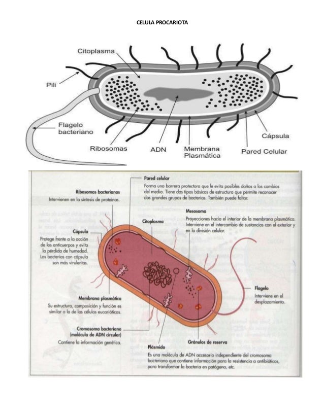Caracteristicas De La Celula Procariota Y Eucariota