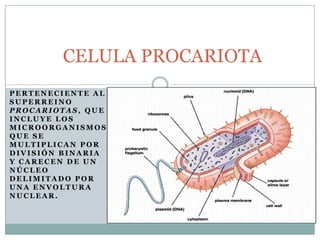 CELULA PROCARIOTA
PERTENECIENTE AL
SUPERREINO
PROCARIOTAS, QUE
INCLUYE LOS
MICROORGANISMOS
QUE SE
MULTIPLICAN POR
DIVISIÓN BINARIA
Y CARECEN DE UN
NÚCLEO
DELIMITADO POR
UNA ENVOLTURA
NUCLEAR.